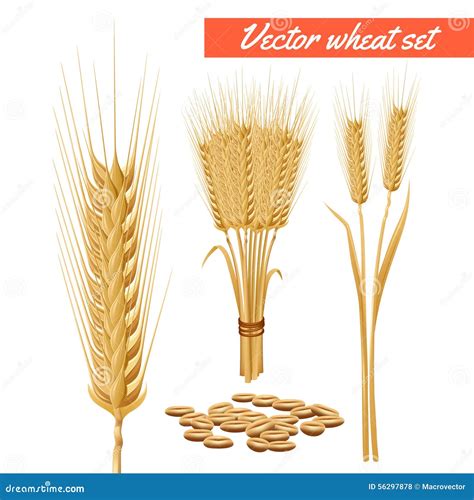 Wheat Plant Growth Stages Development Triticum Aestivum Species Of Cereal Grain Harvest