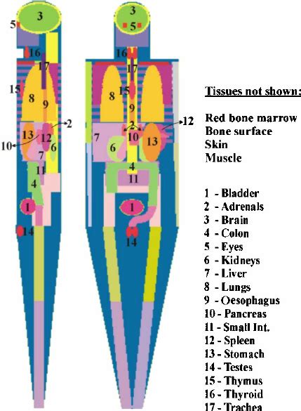 Male Adult Mathematical Adam Phantom Lateral And Frontal View Download Scientific Diagram