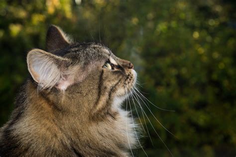 Side Effects of Prednisone for Cats | Canna-Pet®