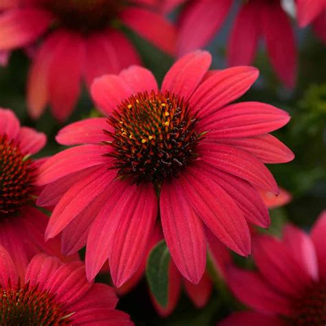 Echinacea Sombrero® Baja Burgundy All America Selections