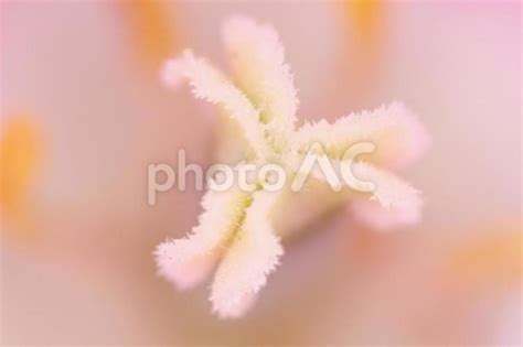 ピンク色のチューリップの花粉を接写 No 24631686｜写真素材なら「写真ac」無料（フリー）ダウンロードok