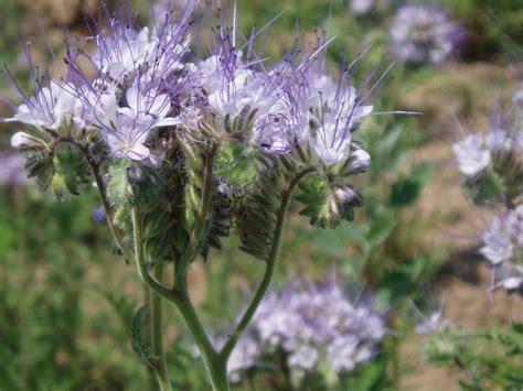 Phacelia tanacetifolia - Изображение особи - Плантариум