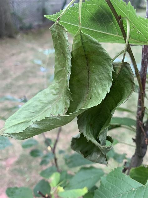 Cherry Tree Wilting General Fruit Growing Growing Fruit