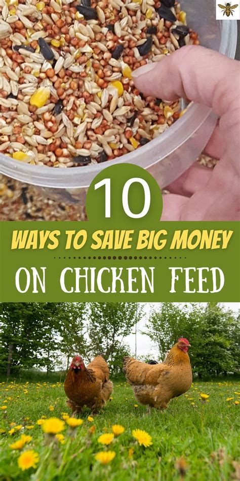 Chicken Feed On A Budget Artofit