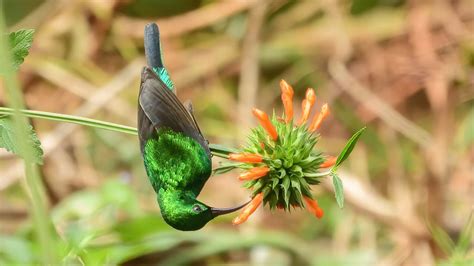 Nikon P1000 Review Birding - bmp-bonkers