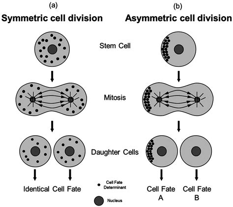 Symmetry Free Full Text Concise Review Asymmetric Cell Divisions In Stem Cell Biology