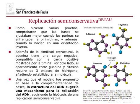 PDF Tema 2 Ácido nucleicos dpbiologia weebly comdpbiologia weebly