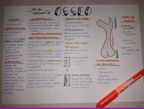 Mapas Mentais Sobre Tecido Osseo Artofit