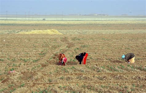 Researchers Link Syrian Conflict To A Drought Made Worse By Climate