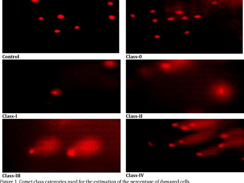 Figure 1 From Nuclear Damage In Peripheral Erythrocytes Of Cyprinus