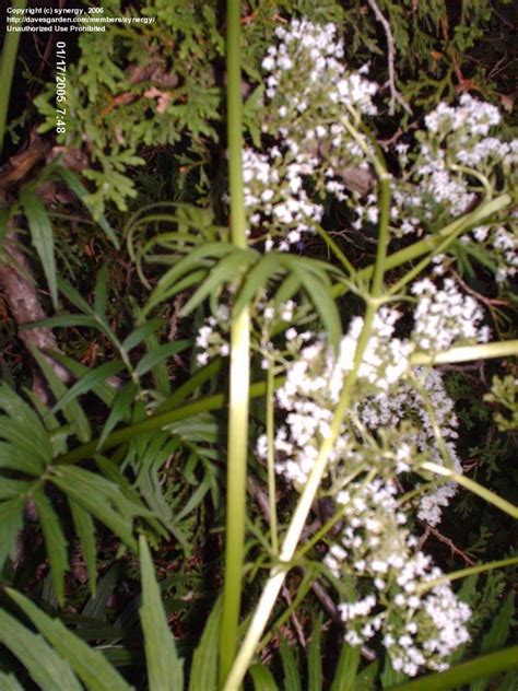 Plant Identification Closed Tiny White Flowers On Tall Stalk 1 By Synergy