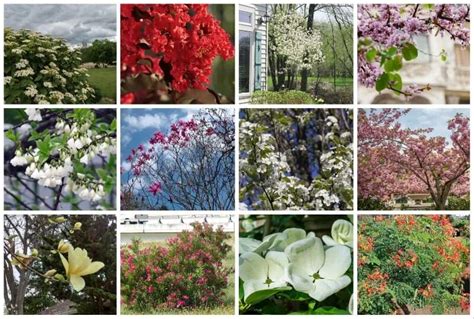 Ornamental Flowering Trees For Usda Zone Landscapes