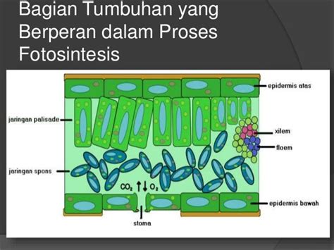 Proses Fotosintesis