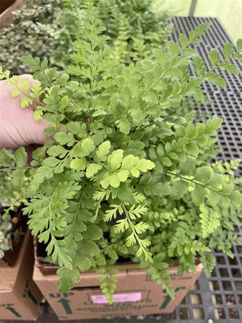 Fern Austral Gem Tri State Foliage In House Availability