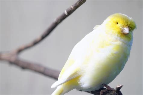 Alimentación natural para Canarios Aves Mundo