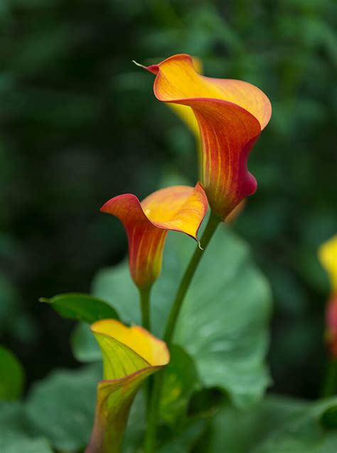 Calla Lily Plant Size