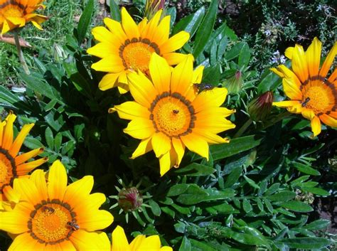 Plantas Con Flores Amarillas Nombres Y Fotos