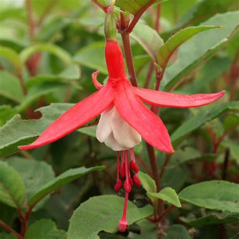 Fuchsia Madame Cornelissen Pépinières Lepage Bretagne Bord De Mer