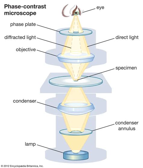 Phase Contrast Microscopy Definition Parts Uses Working Principle Biology Notes Online