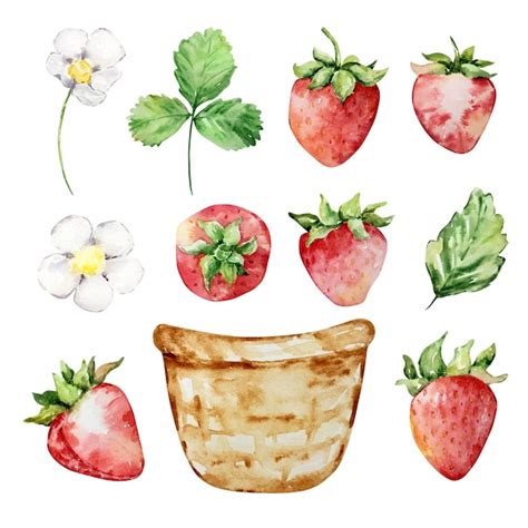 Aquarell Erdbeeren Clipart Vektoren Und Illustrationen Zum Kostenlosen