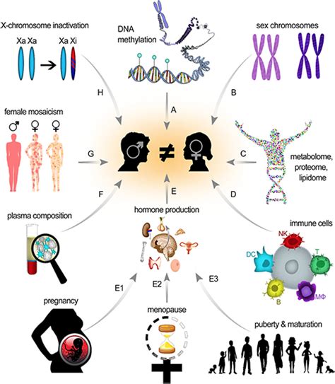 For Nanomedicine Sex Matters