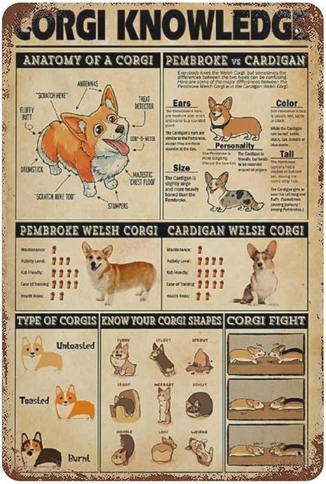 Dreacoss Retro Metal Tin Sign Corgi Knowledge Tin Sign Corgi Knowledge