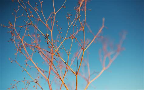 Wallpaper Sunlight Water Nature Reflection Sky Plants Branch