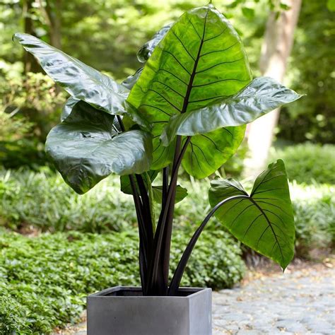 Black Stem Elephant Ear Garden Plantation