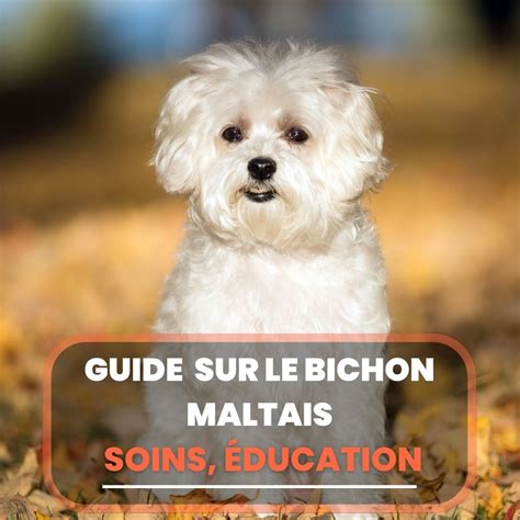 Guide Complet Sur Le Bichon Maltais Race Soins Ducation