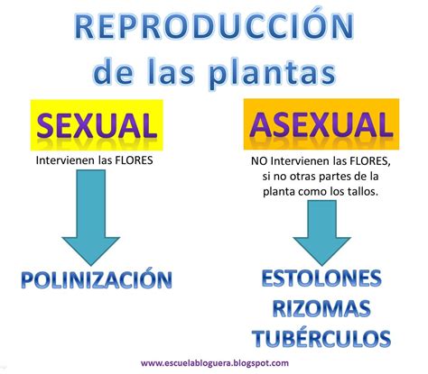 Escuela Bloguera Reproducción De Las Plantas Plantas Reproduccion