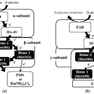 Schematic Of The Proposed Electron Transfer Pathway Of Fadgdh A