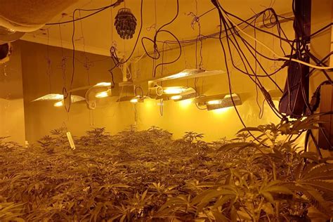 Two Men Arrested Following Drugs Raid On Cannabis Factory In Leamington Home