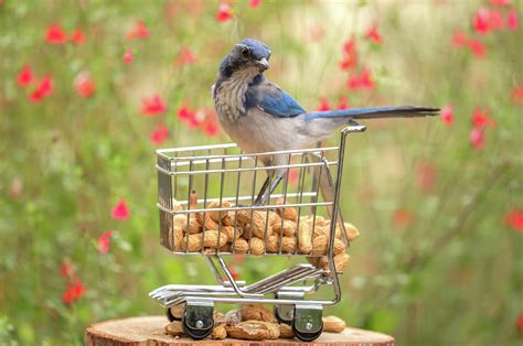 Scrub Jay Ala Carte Photograph By Angie Vogel Fine Art America