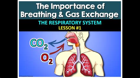 Respiratory System Lesson 1 Powerpoint By Tangstar Science Youtube