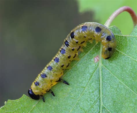 Dusky Birch Sawfly Nematus Latitarsus Bugguide Net