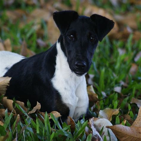 Smooth Fox Terrier Pictures And Informations Dog