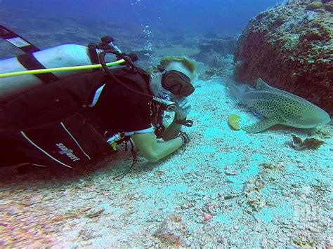 Aware Shark Conservation Diver Indepth Dive Phuket Idc Phuket