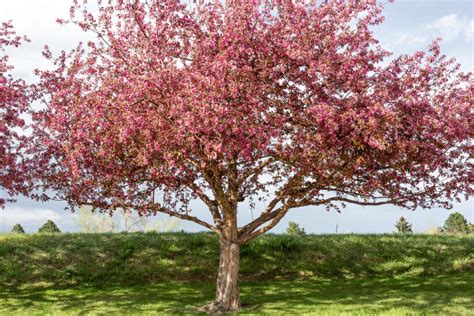 45 Crabapple Tree Varieties For You To Consider Minneopa Orchards