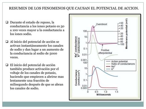 Potenciales De Membrana Y Potenciales De Accion