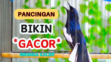 Kacer Gacor NGEPLONG TARUNG KONSLET Ini Paling AMPUH Buat PANCINGAN