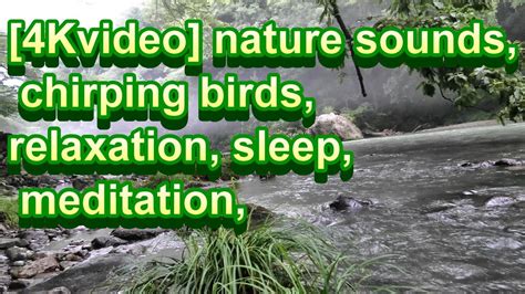 [4kvideo] Nature Sounds Chirping Birds Relaxation Sleep Meditation