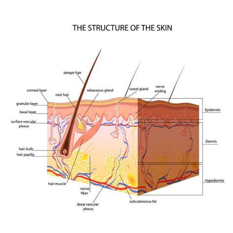 Anatomy Of The Skin Hk Dermatology Dermatology Clinic