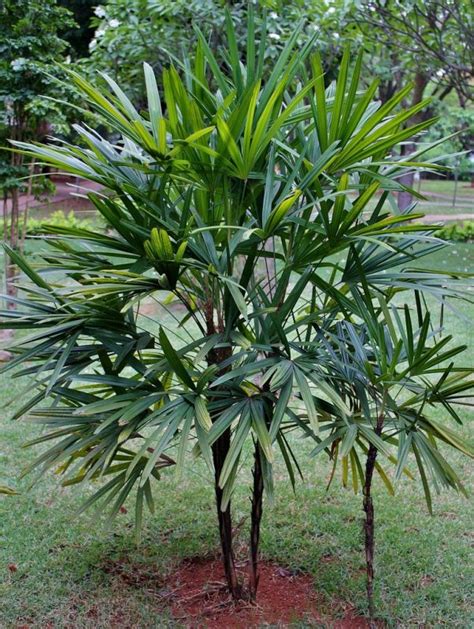 Palma Bamb Tus Plantas De Casa