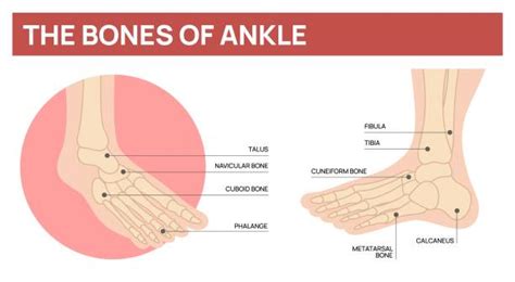 490+ Anatomy Of Bottom Of Foot Stock Illustrations, Royalty-Free Vector ...