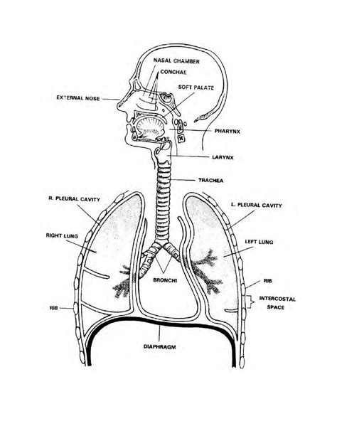 Respiratory System Coloring Page At Getcolorings Free Printable