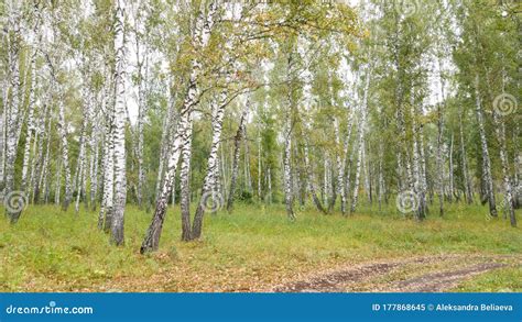 Nature Of Russia Slim And Beautiful Birch The Birch Forest A Walk In