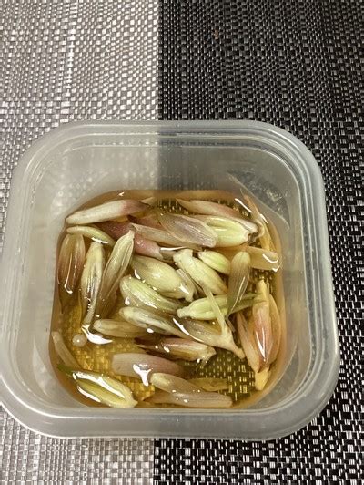 茗荷の甘酢漬け♪お腹の冷えに簡単漢方薬膳 By 漢方薬のタカキ大林店 【クックパッド】 簡単おいしいみんなのレシピが394万品