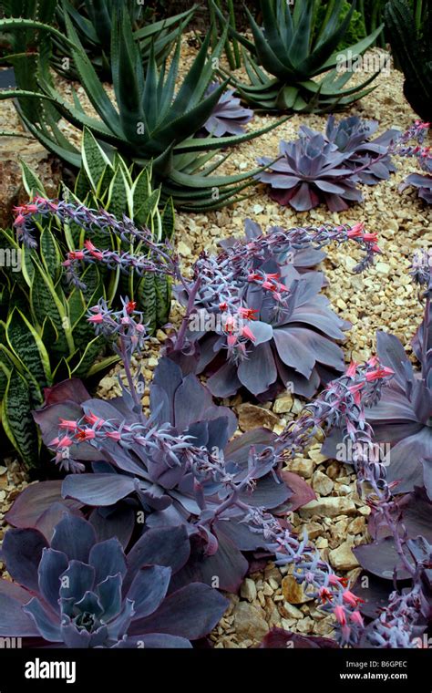 Echeveria Afterglow Stock Photo Alamy