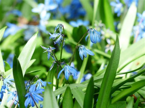 무료 이미지 잔디 목초지 녹색 생기게 하다 식물학 푸른 정원 플로라 야생화 블루 벨 닳은 Scilla