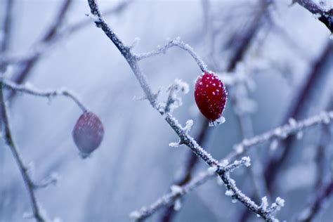 Free Images Tree Water Nature Branch Blossom Snow Winter Plant